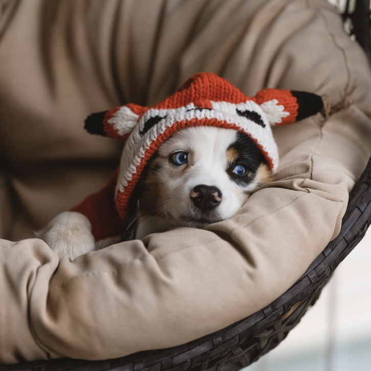 chilly-dog-sweaters-fox-costume