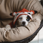 chilly-dog-sweaters-fox-costume