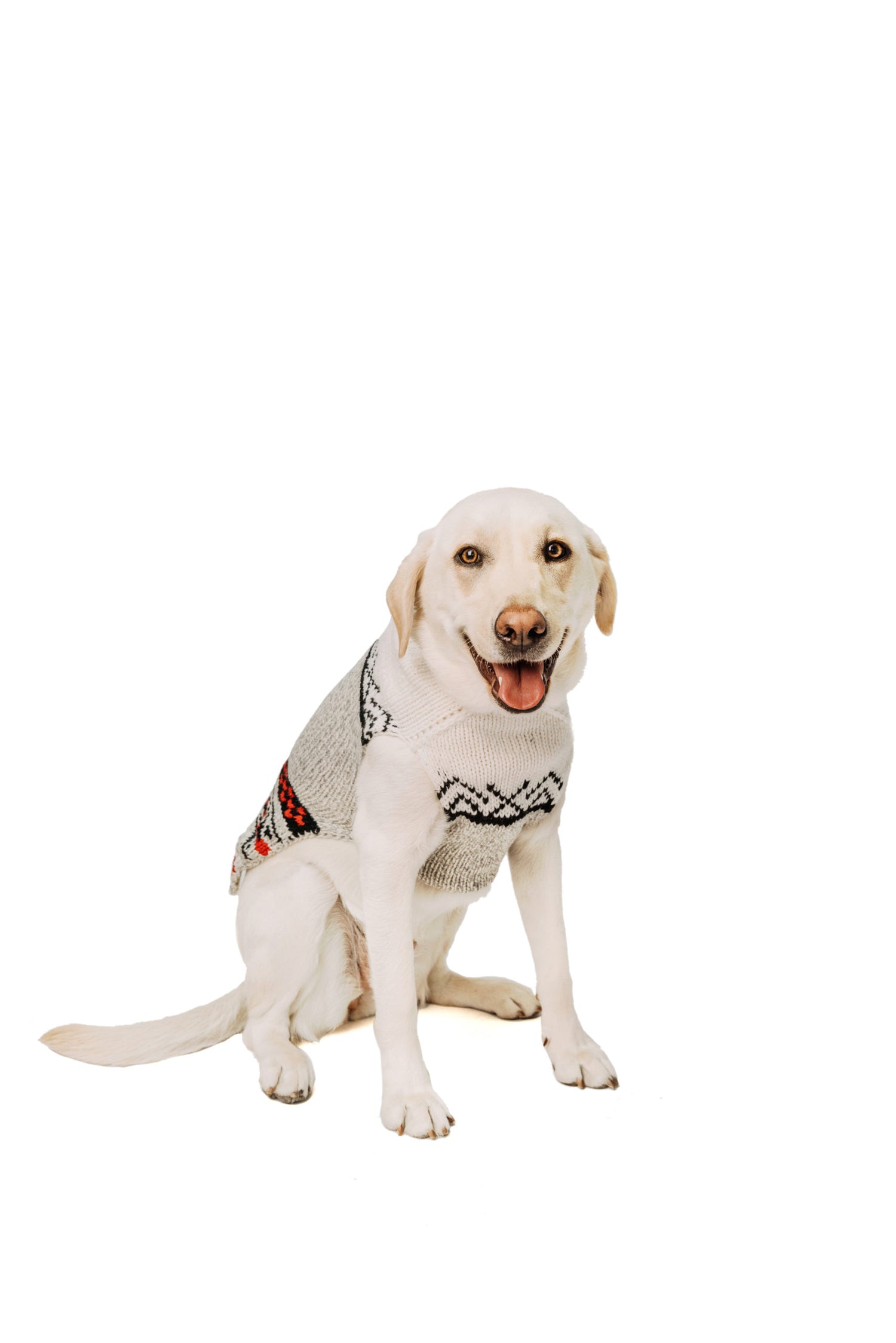 Squirrel Patrol Wool Dog Sweater front
