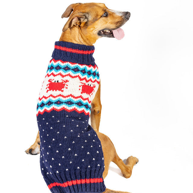 Dog wearing a colorful sweater on a white background