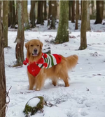 Dog wearing a festive sweater in a snowy forest