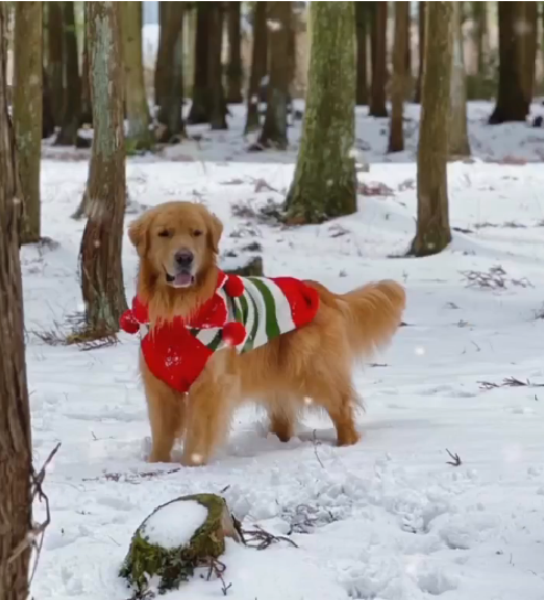 Dog wearing a festive sweater in a snowy forest