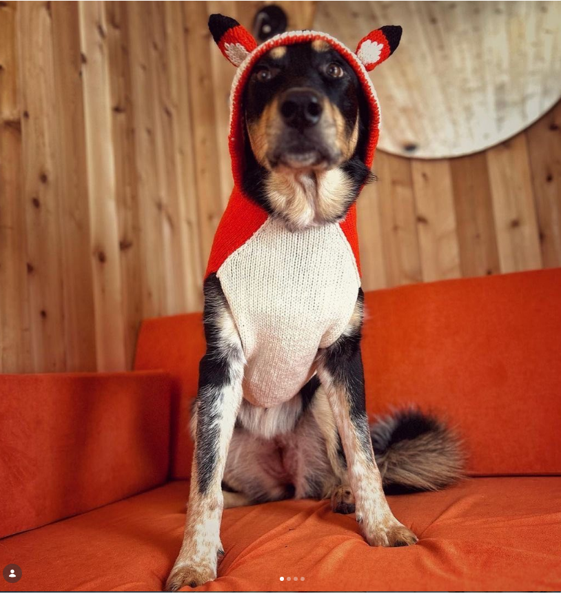 Dog wearing a red hoodie with animal ears on an orange couch.