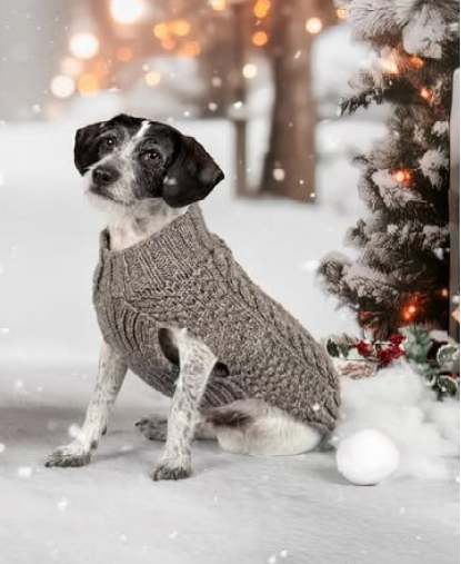 A small black-and-white dog wearing a gray cable-knit sweater sits in the snow next to a decorated Christmas tree with warm lights.