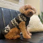 Small dog wearing a patterned sweater sitting on a dark surface.