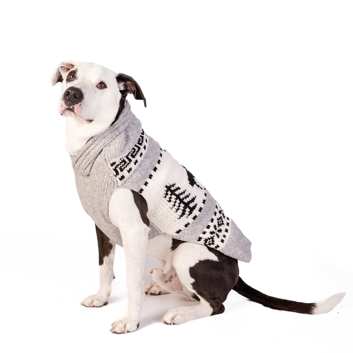 Dog wearing a gray sweater with black skeleton design on a white background