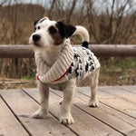 Dog wearing a sweater standing on a wooden deck with a natural background