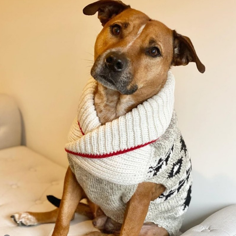 Dog wearing a white knitted sweater with red trim on a beige couch.