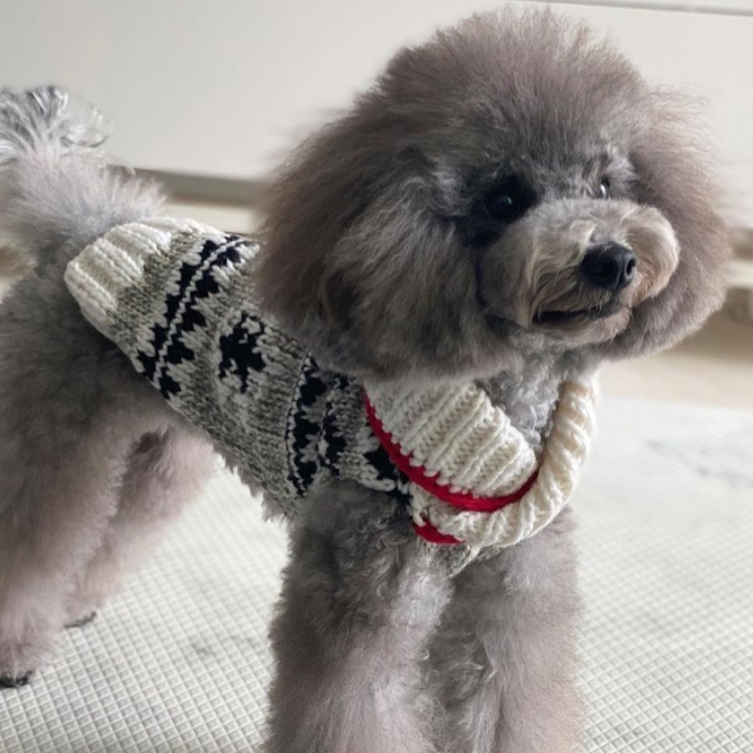 Small dog wearing a knitted sweater with a pattern on a light background