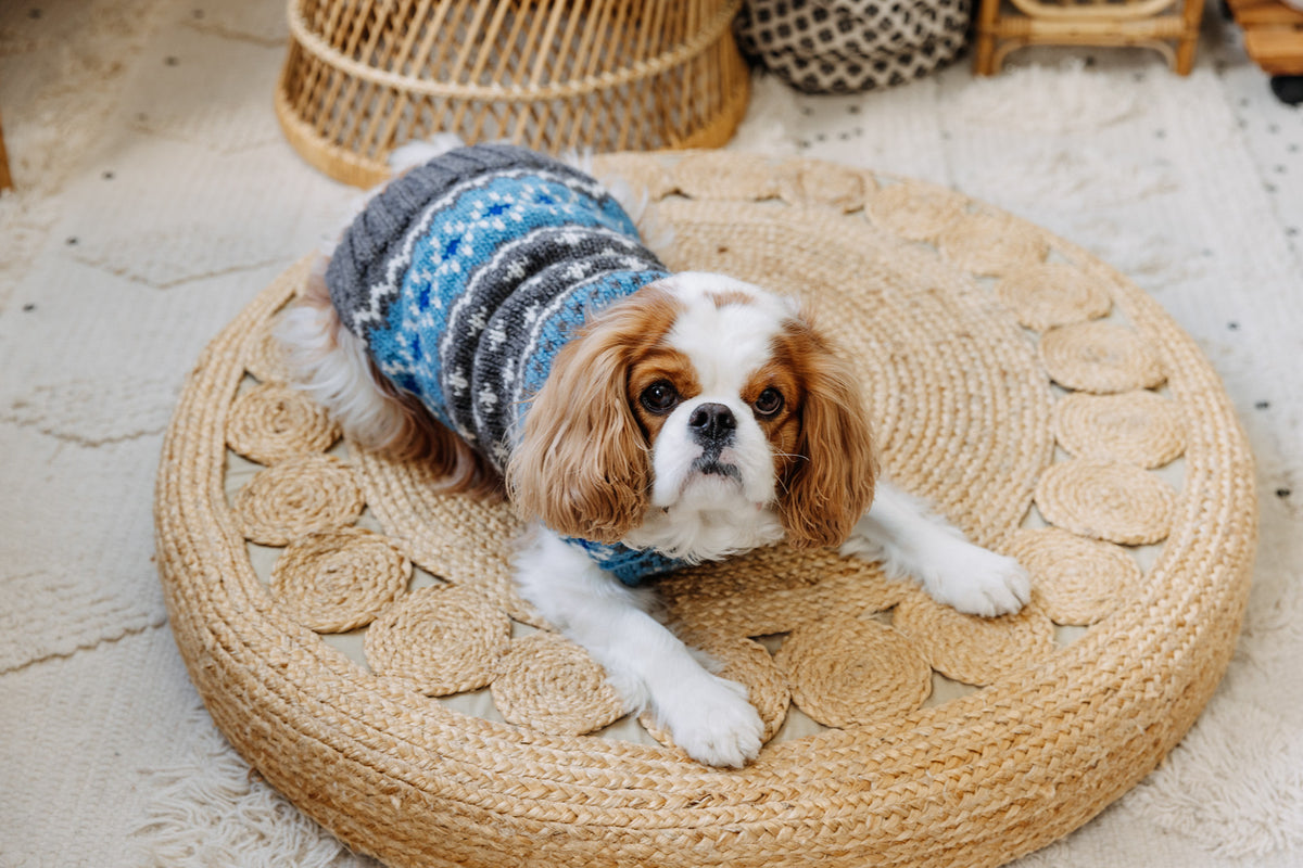 Light Blue Fair Isle Wool Dog Sweater M front