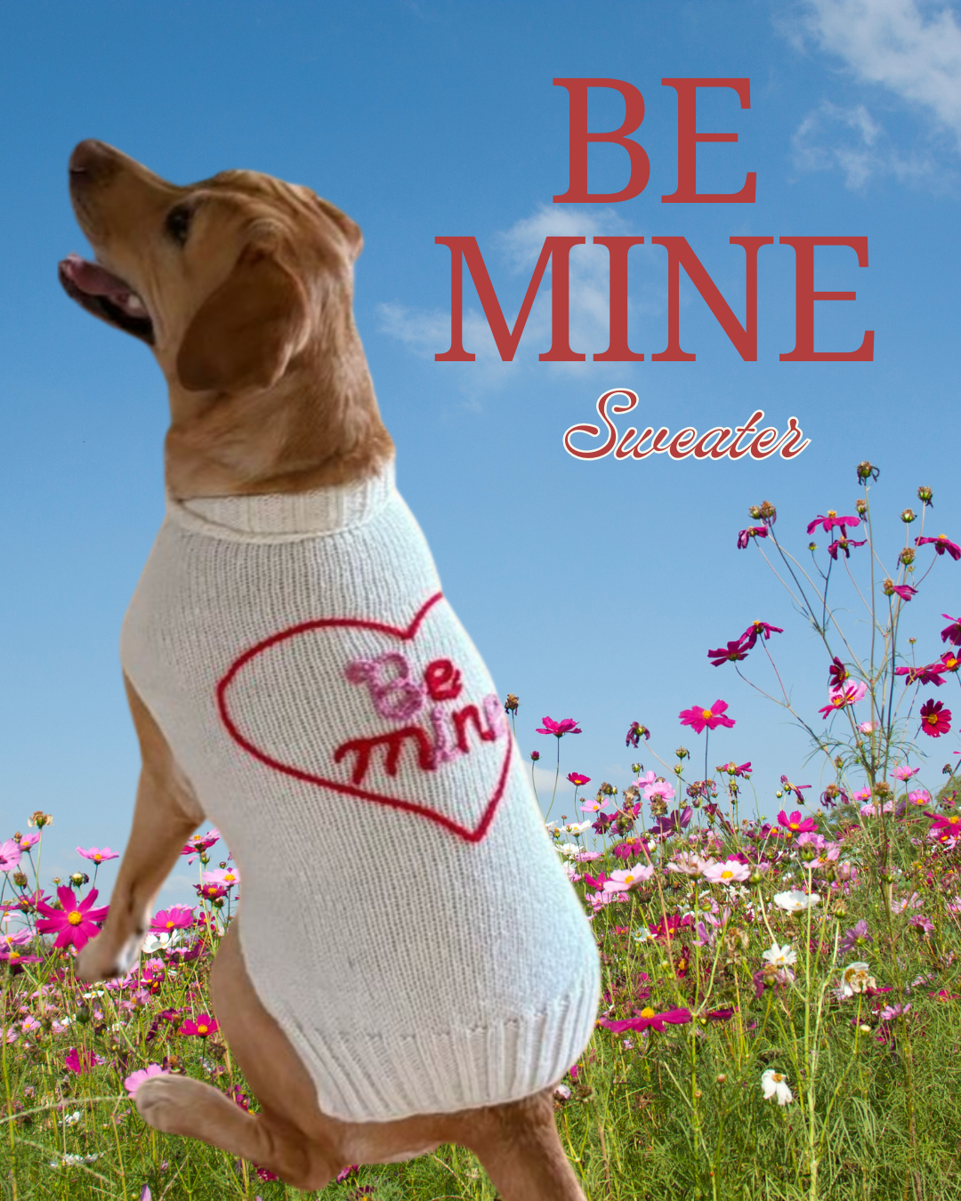 Dog wearing a 'Be Mine' sweater in a field of flowers with a blue sky.