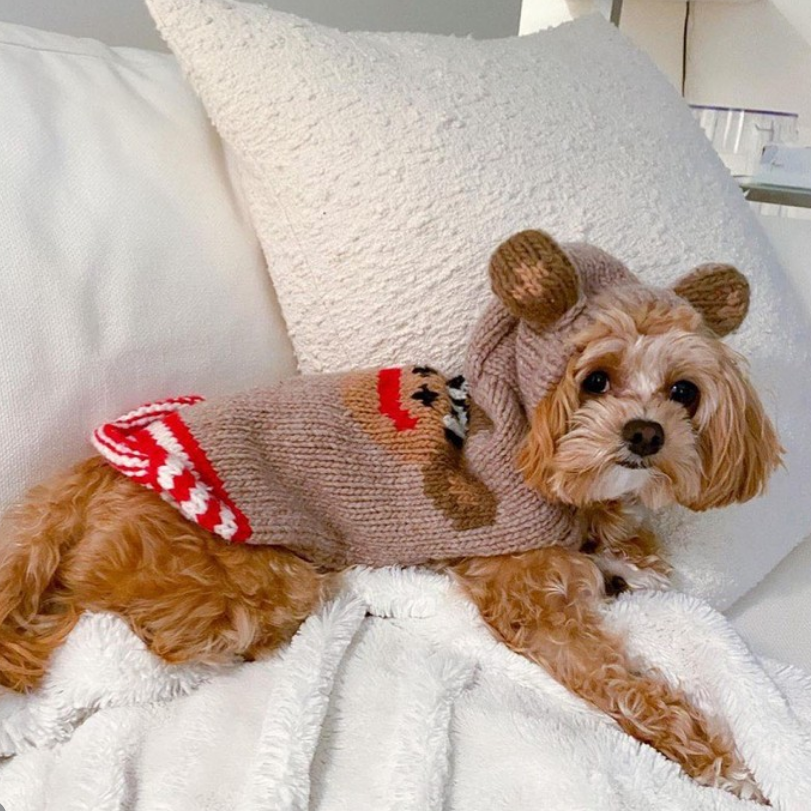 Dog wearing a teddy bear-themed sweater on a white couch
