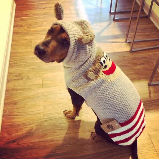 Dog wearing a knitted sweater with bear ears on a wooden floor