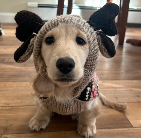 Puppy wearing a knitted sweater with reindeer ears on a wooden floor.