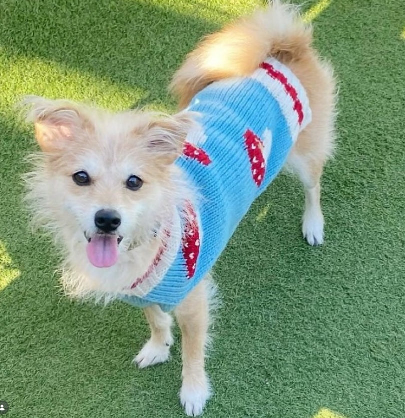 Dog wearing a blue sweater with red patterns on a grassy background