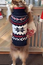 Dog wearing a festive sweater with a star pattern in a home setting
