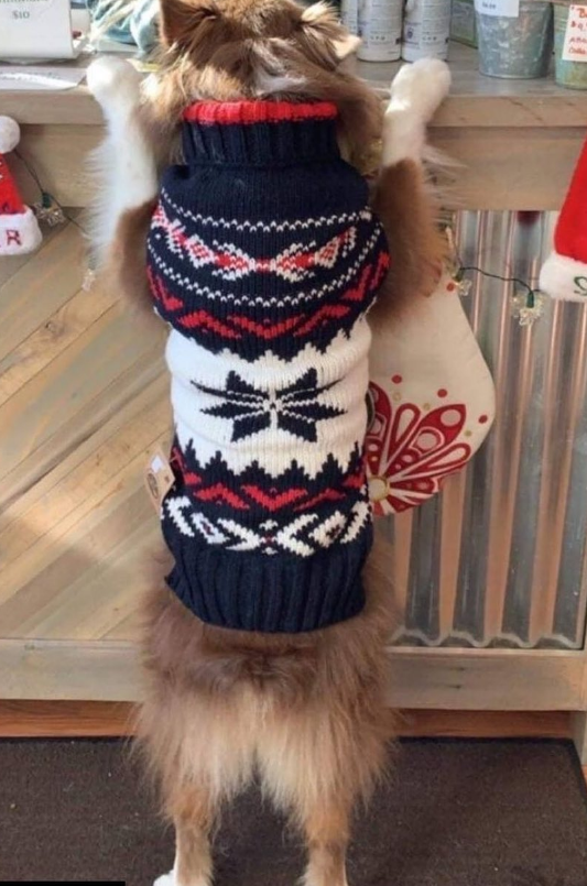 Dog wearing a festive sweater with a star pattern in a home setting