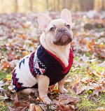 Dog wearing a colorful sweater standing in an autumn setting with fallen leaves.