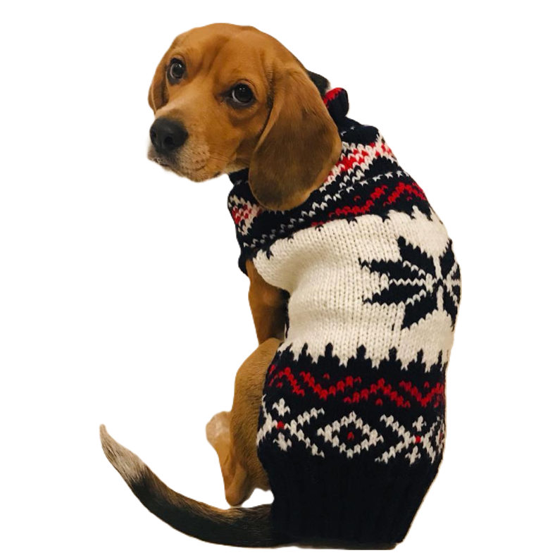 Dog wearing a knitted sweater with a white background