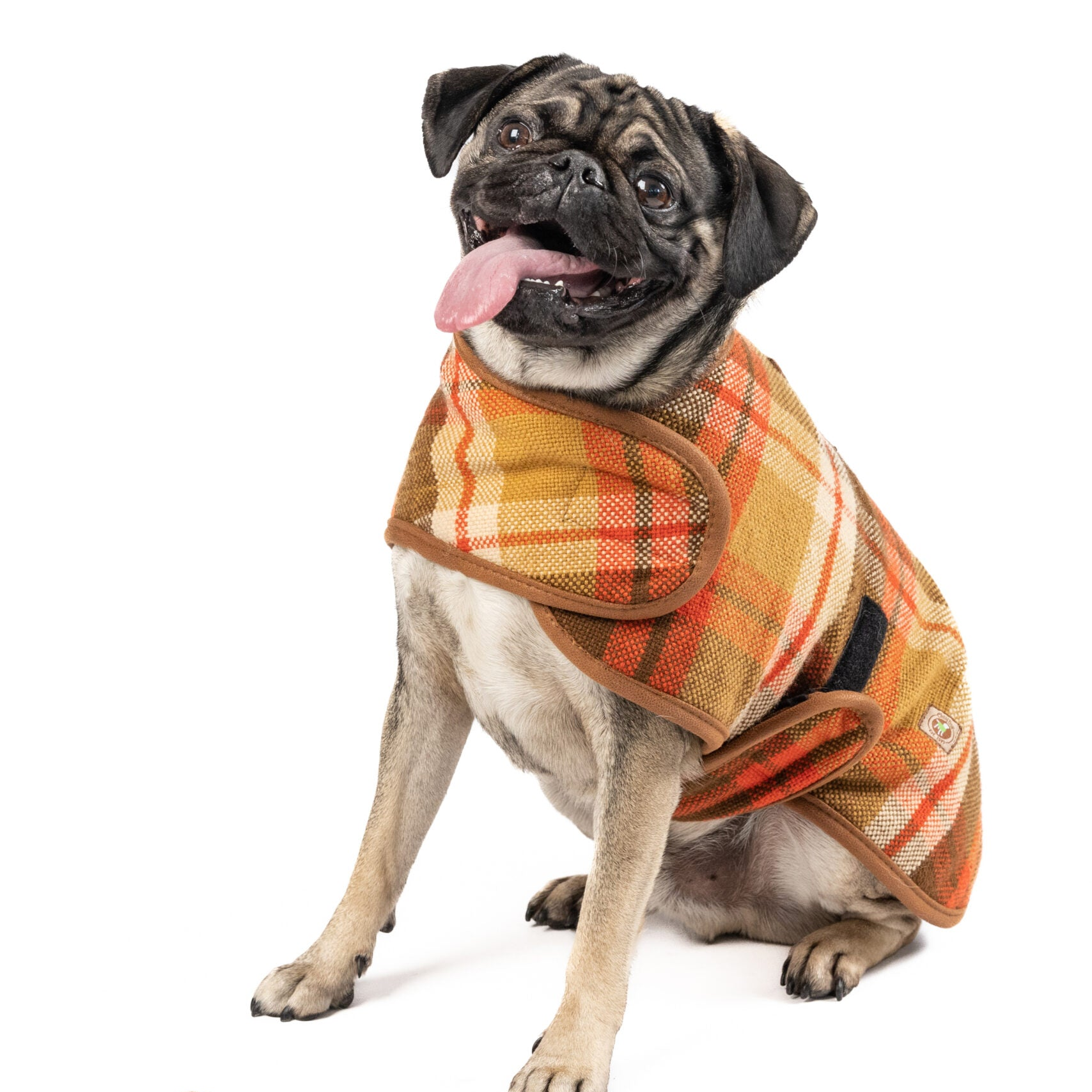 Pug wearing a plaid dog coat on a white background