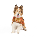 Dog wearing a plaid sweater on a white background