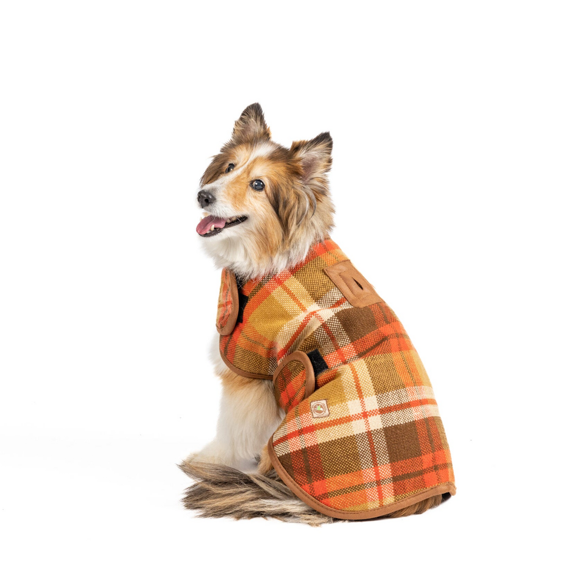 Dog wearing a plaid coat on a white background