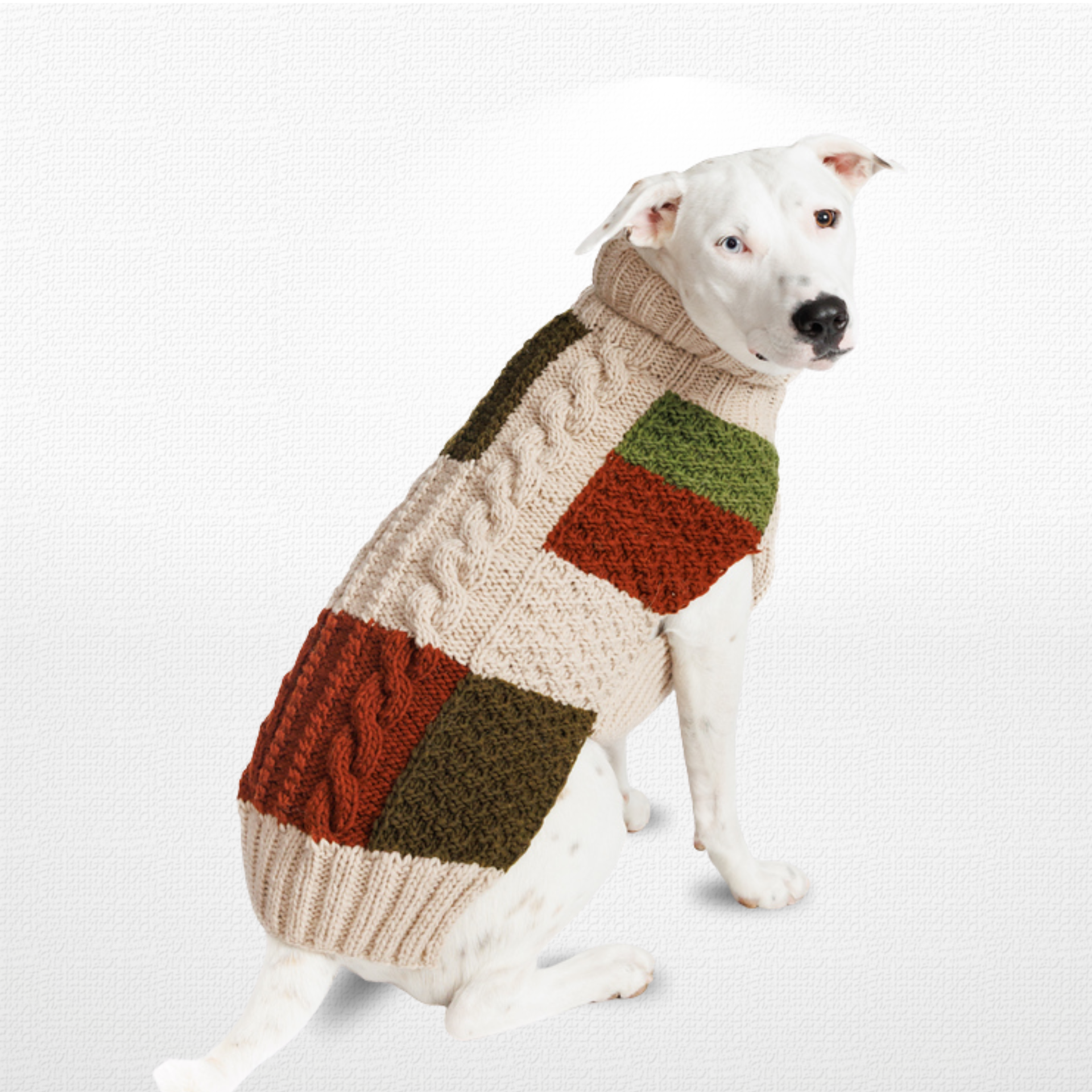 Dog wearing a colorful patchwork sweater on a white background
