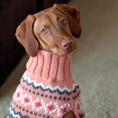 Dog wearing a pink and blue knitted sweater with a pattern