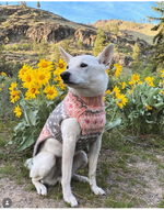 Dog wearing a pink sweater sitting among yellow flowers with mountains in the background