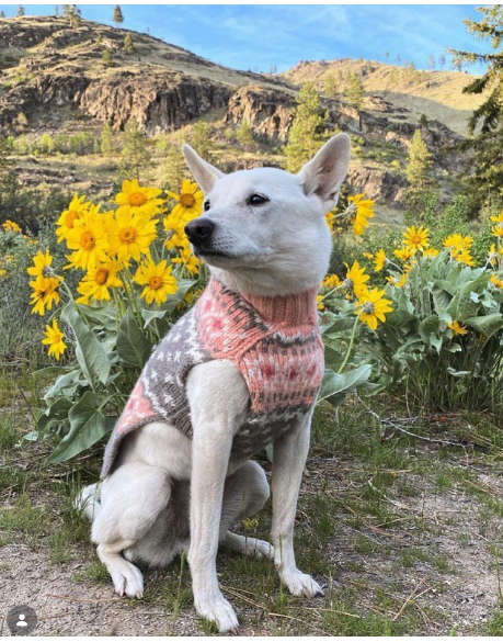 Dog wearing a pink sweater sitting among yellow flowers with mountains in the background