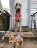 Two dogs wearing matching pink sweaters standing on a porch.