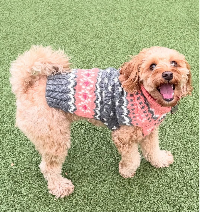 Dog wearing a colorful sweater on a green grass background
