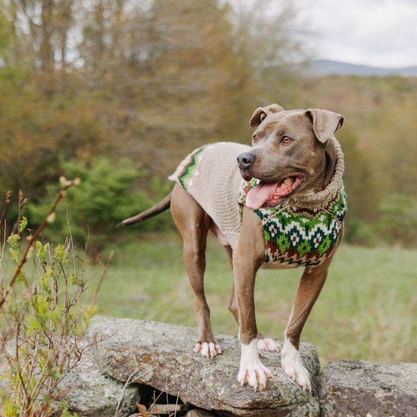 Dog wearing a patterned sweater standing on a rock with a natural landscape in the background