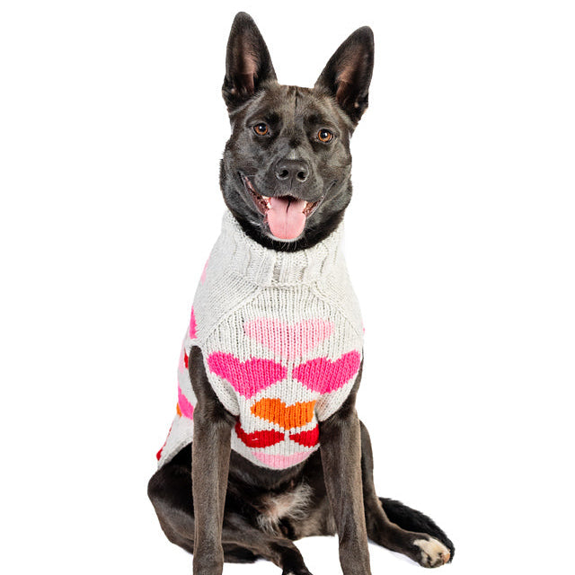 Dog wearing a colorful sweater on a white background