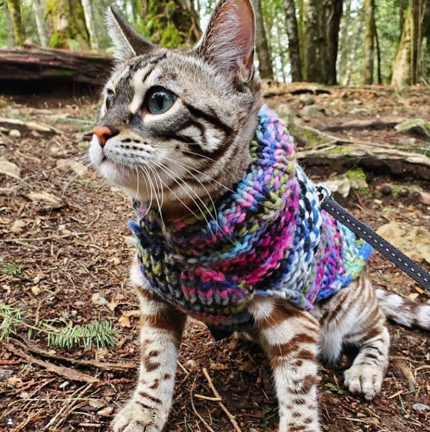 Cat wearing a colorful purple sweater in a forest setting