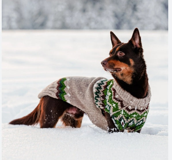 Dog wearing a patterned sweater standing in the snow