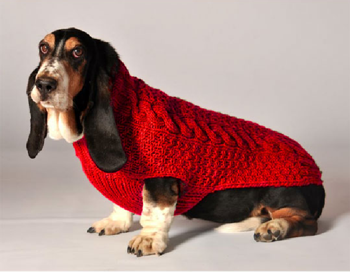 Dog wearing a red knitted sweater on a plain background