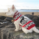 Small white dog wearing a red and black patterned sweater sitting on rocks by a beach.