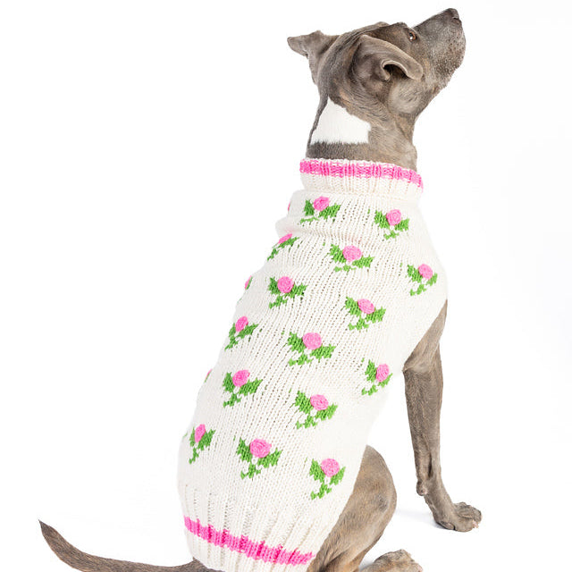 Dog wearing a white sweater with pink and green floral pattern on a white background