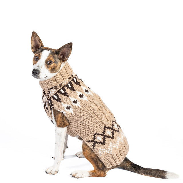 Dog wearing a beige knitted sweater with star patterns on a white background