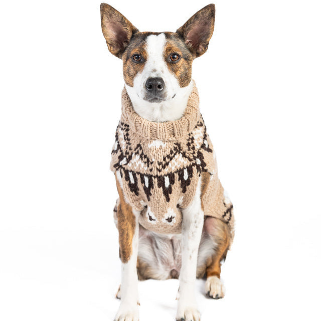 Dog wearing a patterned sweater on a white background