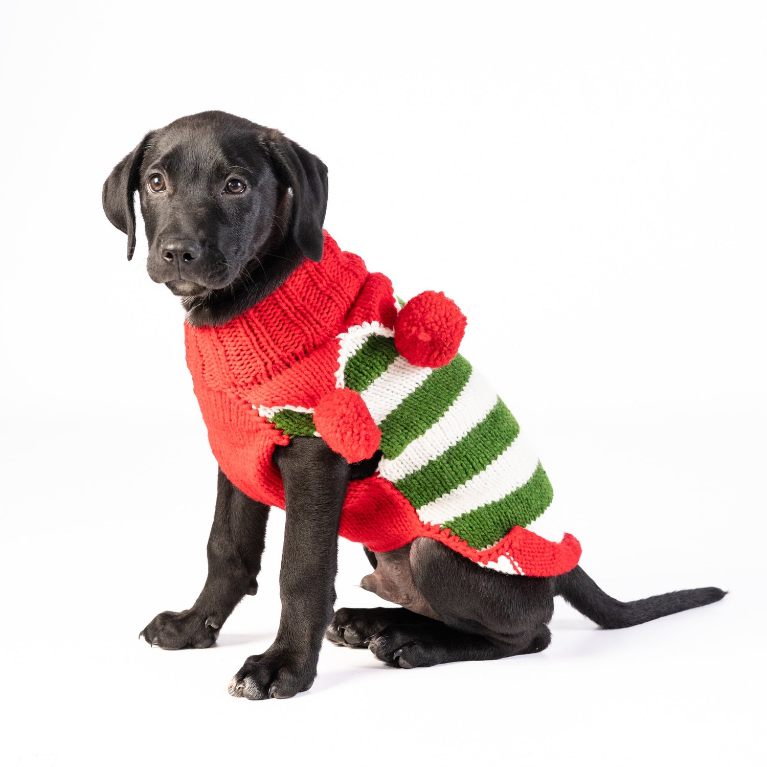 Dog wearing a red and green striped sweater on a white background