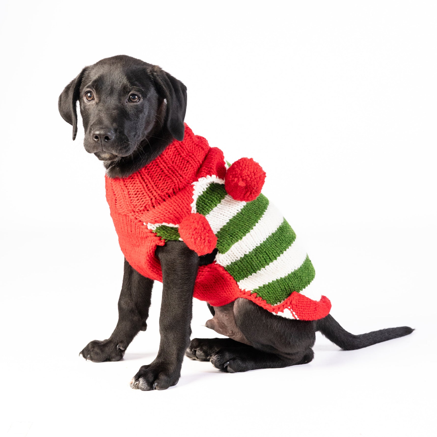 Dog wearing a red and green striped sweater on a white background
