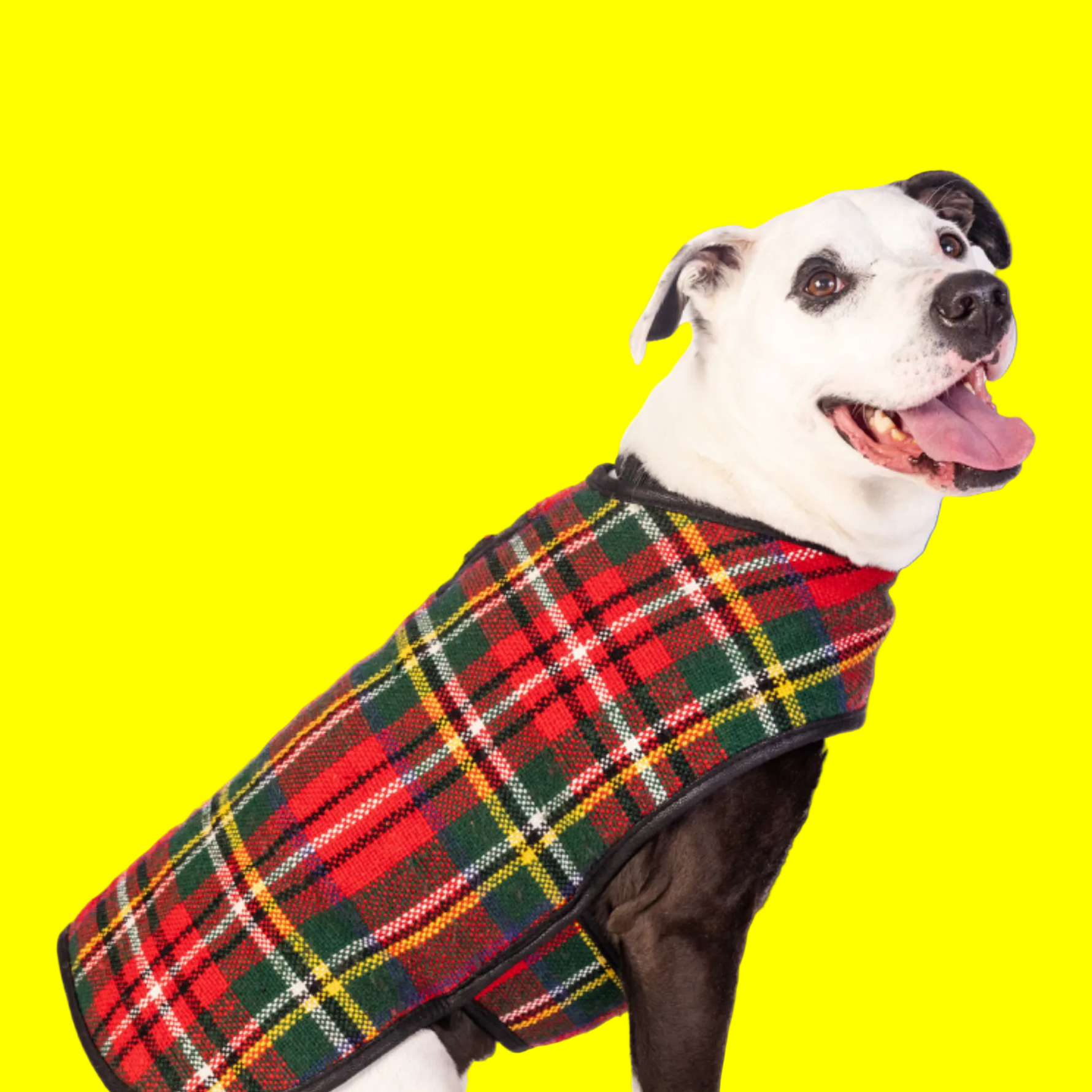 Scotty Plaid dog coat in decorative outdoor lights