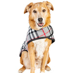Dog wearing a plaid sweater on a white background