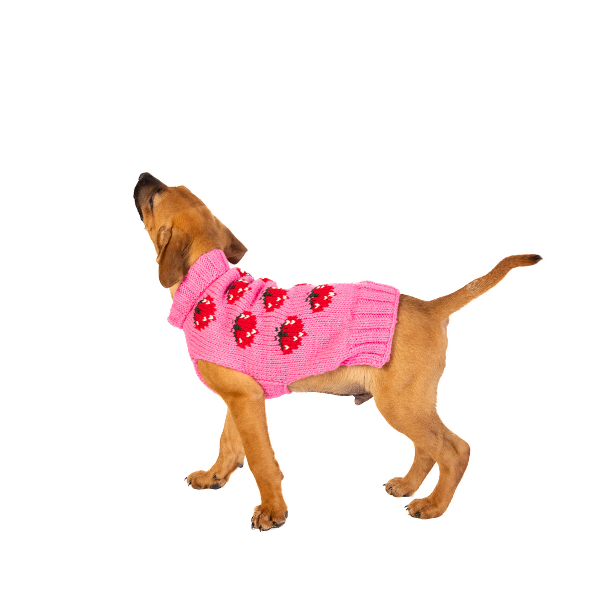 Strawberry Dog Sweater 7