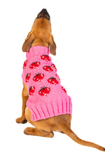 Dog wearing a pink sweater with ladybug pattern on a white background