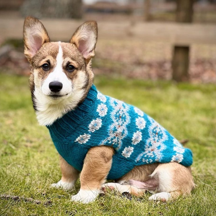 Dog wearing a blue knitted sweater with white patterns sitting on grass.