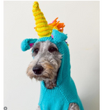 Dog wearing a colorful unicorn costume with a yellow horn and blue body on a white background