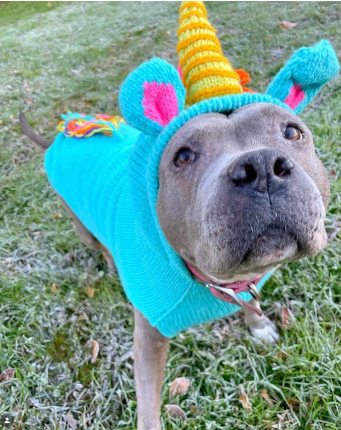 Dog wearing a colorful costume with a unicorn horn and ears on a grassy background